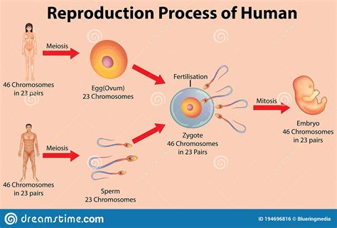 Reproductive Anatomy And Physiology Research Guides At Community