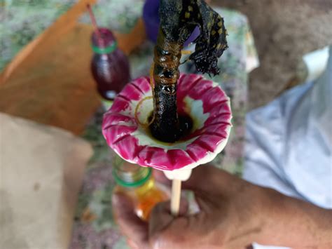 Gallitos Para Día De La Cruz Una Tradición Muy Peculiar En Suchitoto
