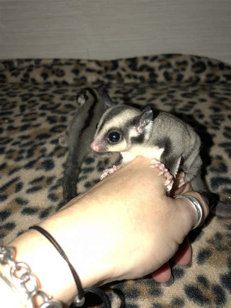 Our sugar gliders do not last long. Sugar Glider For Sale Near Me - petfinder