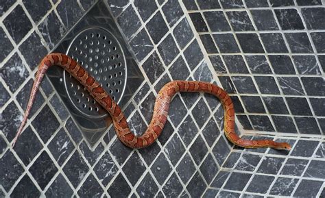 Mother Of 3 Says Her Apartments Infested With Snakes Iheart