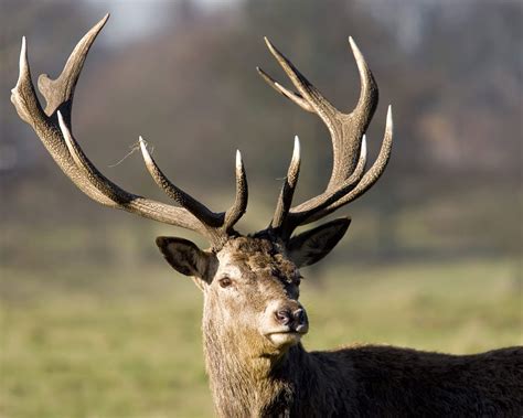 Animals Picture Stag Pictures Gallery 5