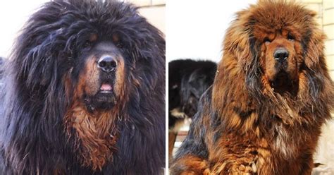 14 Interesting Facts About Tibetan Mastiffs The Paws