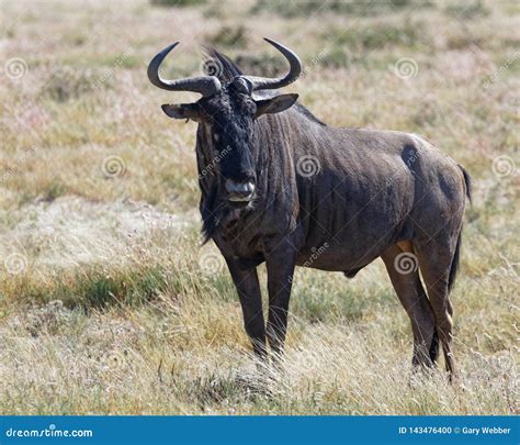 Male Blue Wildebeest Portrait Etosha National Park Namibia Stock
