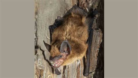 To collect dead specimens only: Pest and Wildlife Control Coronavirus - NOCO Pest ...