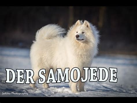 Der samojede (russisch самоедская собака, transkribiert samojedskaja sobaka, samojedenhund; Der SAMOJEDE im Rasseportrait #10 JulisTierwelt / samoyede ...