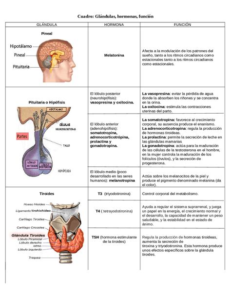 Aparato Reproductor Femenino Esquemas Y Mapas Conceptuales De