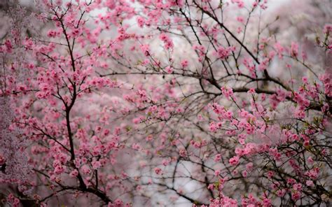 Download Japanese Cherry Blossom Desktop Wallpaper Gallery