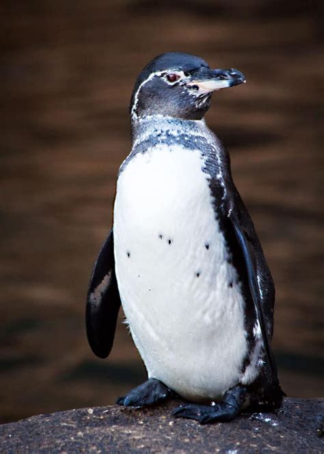 43 Galapagos Penguin Facts Tropical Guide Spheniscus Mendiculus
