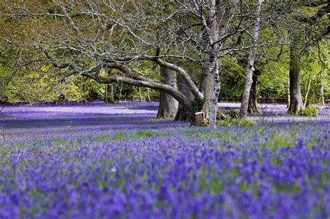 Thirty Pictures Of Cornwalls Beautiful Bluebells In Full Bloom