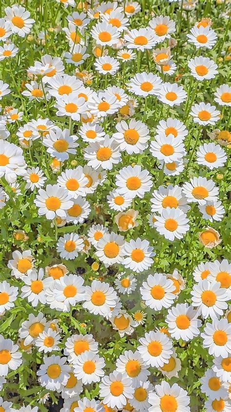 Excellent Daisy Flower Wallpaper Aesthetic You Can Save It At No