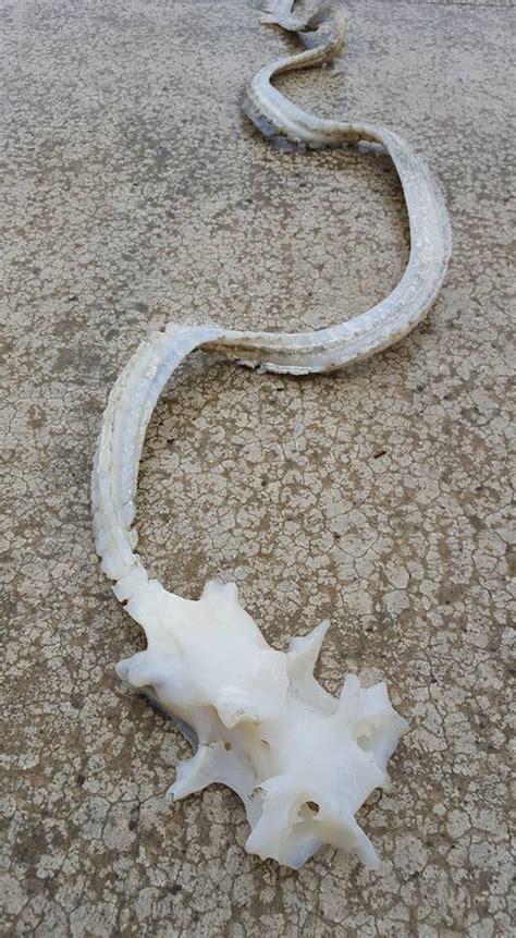 What Is This Strange Sea Creature Found Ashore In New Zealand