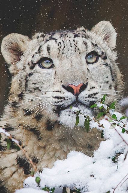 2379 Best Images About Snow Leopard On Pinterest Baby
