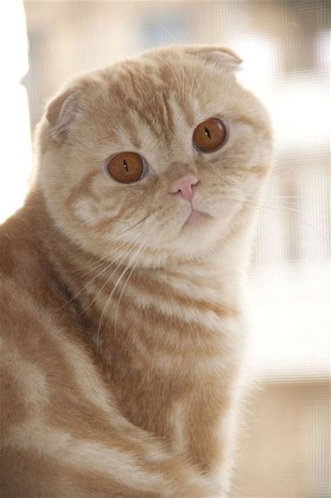 cute orange scottish fold cat cute animals cats pedigree cats cat scottish fold fancy cats