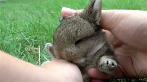 Baby Bunny Kisses ♥ Youtube