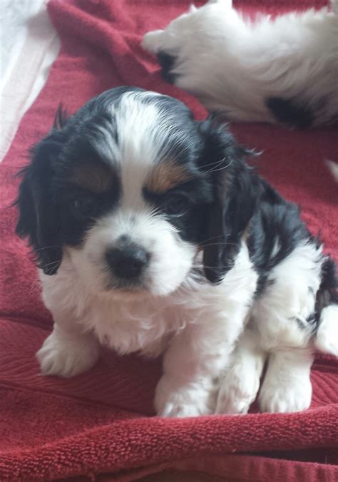 Currently we do not have anything available. Cavalier King Charles Spaniel Puppies For Sale | Cashmere ...
