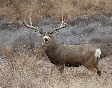 Big 6 X 7 Mule Deer Buck Ray F Flickr
