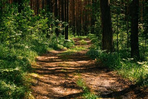 Path In The Pine Forest Stock Image Image Of Light 124910435