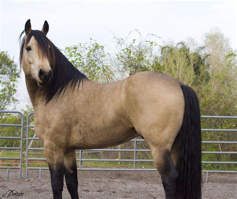 85 buckskin horse premium high res photos. 12 Things They Don't Tell You About Horses