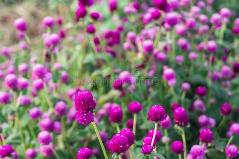 Globe Amaranth Or Bachelor Button Flower Garden Wild Purple Flower