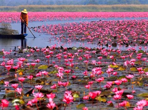 Pete mitchell is one of the navy's top aviators who has been in the service for 30 years. Red Lotus Lake Color Pink Lotus Udon Thani Talay Bua Dang ...