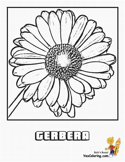 Coloring Flower Gerbera Pages Plant Sheets Colouring