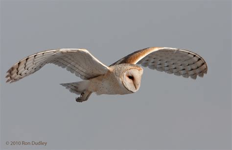Barn Owls In Flight Feathered Photography