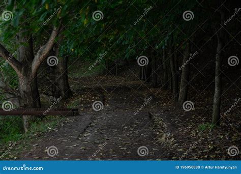 Beautiful Photos Of Forests Path In The Deep Forest Stock Photo