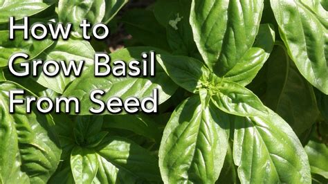 How To Grow Basil From Seeds Easy Step By Step Instructions