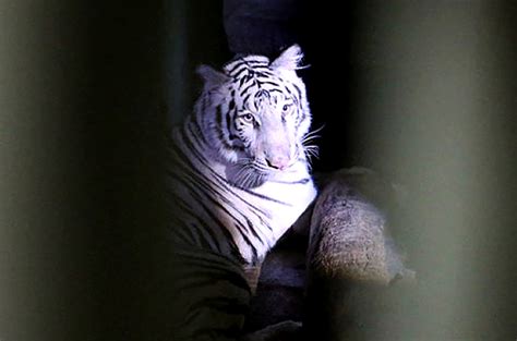 In return, the batu secret zoo wants a. Zoo Melaka Is Set To Get A White Bengal Tiger Named Elsa ...
