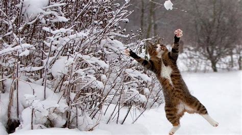 Funniest Cats In Snow Compilation Cats Rejoice In The Snow Youtube