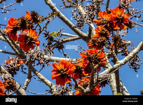 Coast Coral Tree Erythrina Caffra Stock Photo Alamy
