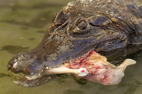 krokodill - Bing images