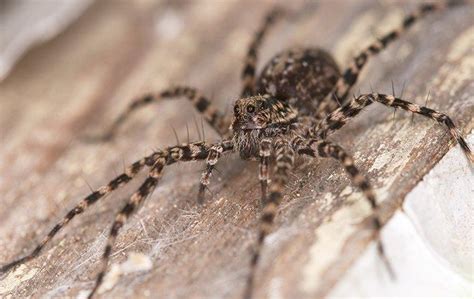 Colorado Springss Complete Guide To Wolf Spider Control