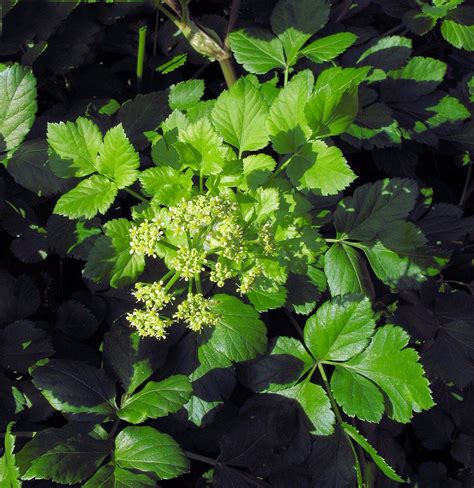 Alexanders Facts And Health Benefits
