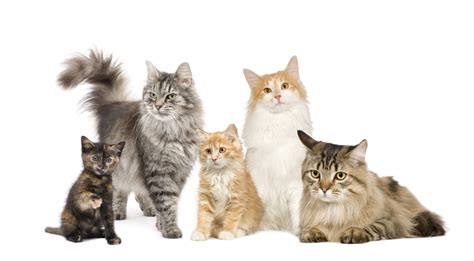 Cat Body Types What Type Is Your Cat Joy Of Living