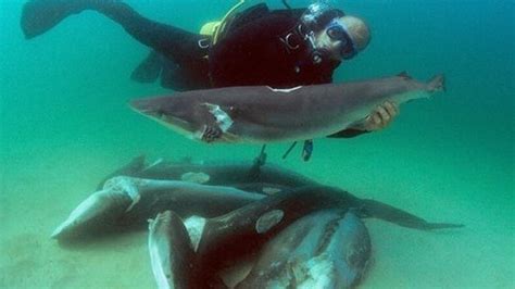Petition · Campaign For Change Stop Shark Finning ·