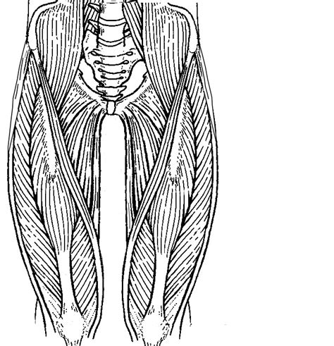 Anterior Leg Muscles Unlabeled