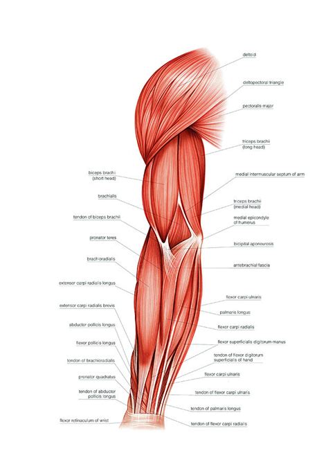 Muscles Of Right Upper Arm Photograph By Asklepios Medical Atlas
