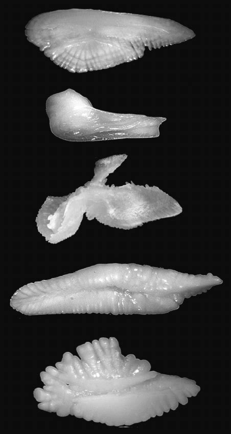 Examples Of The Diversity Of Otolith Shapes Present Among Teleosts