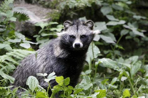 Raccoon Dog Top Facts And Info Animal Corner