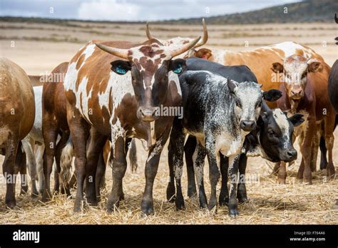 Nguni Cattle In South Africa Stock Photo 90489566 Alamy