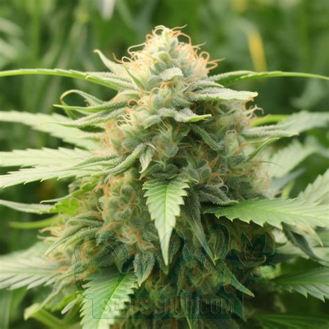 Buy Ak 47 X Sensi Star Feminized Cannabis Seeds Online Dss
