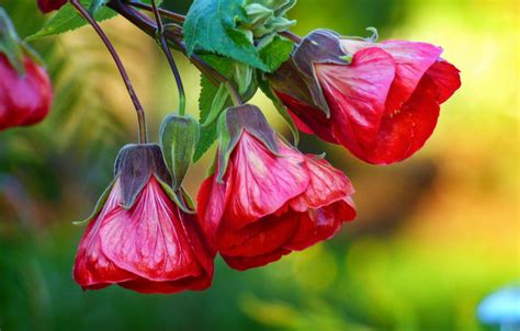 Wallpaper Flower Red Branch Buds Chinese Lantern