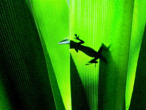 A Green Anole Lizard In Hawaii Anole Lizard Green