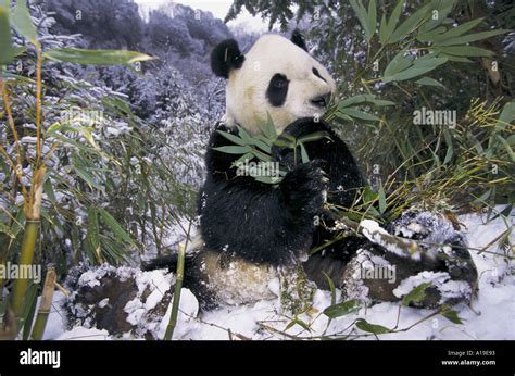 Giant Panda Eating Bamboo On Snow Wolong Nature Reserve Sichuan