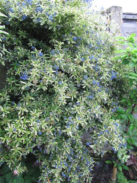 A Variegated Ceanothus Maybe Ceanothus Silver Surprise I Flickr