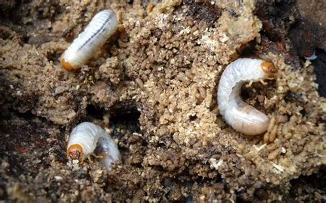 Grubs In Lawn Signs Of Lawn Grubs And How To Get Rid Of Them