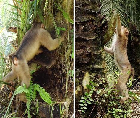 These Rat Eating Monkeys Are Helping Protect Palm Oil Harvests