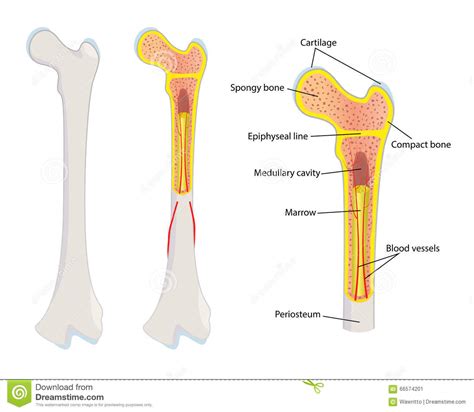 Human bone anatomy | osteology. Human Bone Anatomy, Stock Vector - Image: 66574201