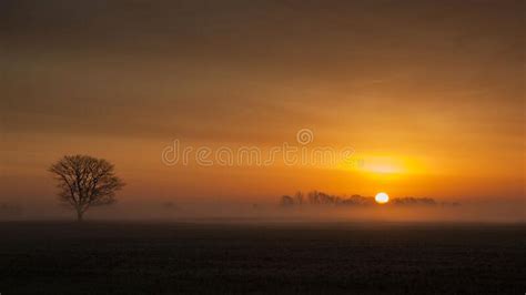 Lone Tree In A Misty Sunrise Stock Photo Image Of Fenland Misty